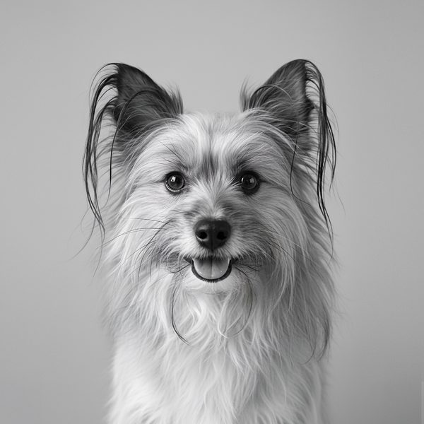 Bruno